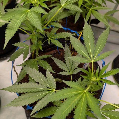 Blue Sunset  growlog timeline photo