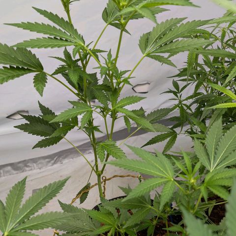 Blue Sunset  growlog timeline photo
