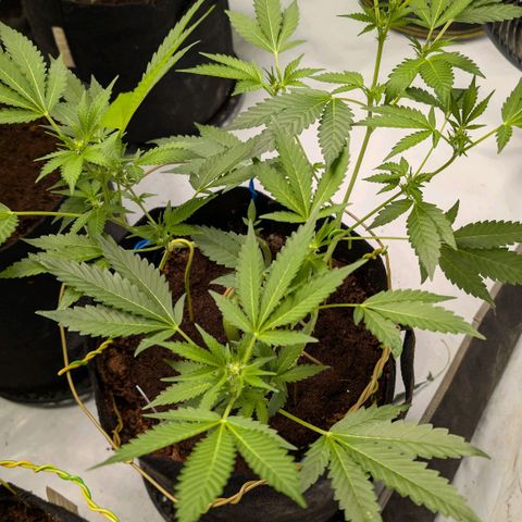 Blue Sunset  growlog timeline photo