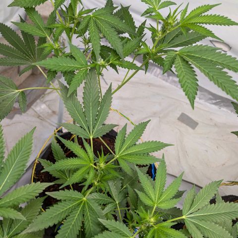 Blue Sunset  growlog timeline photo