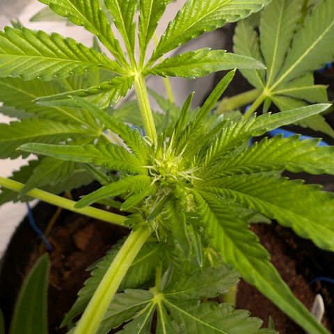 Cherry Bacio  growlog timeline photo