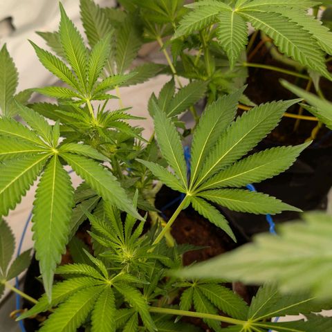Cherry Bacio  growlog timeline photo