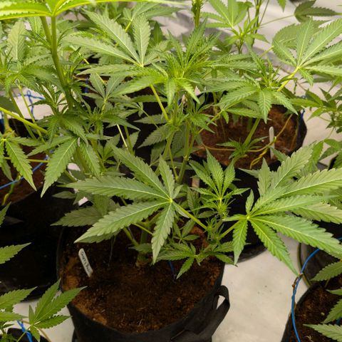 Cherry Bacio  growlog timeline photo