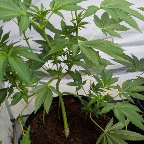 Cherry Bacio  growlog timeline photo