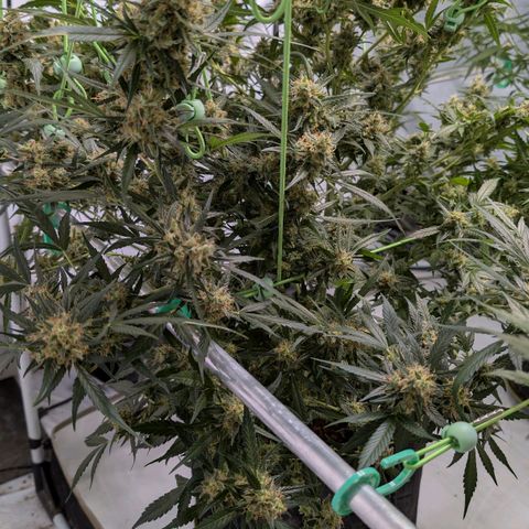 Nama's Threesome #3 growlog timeline photo