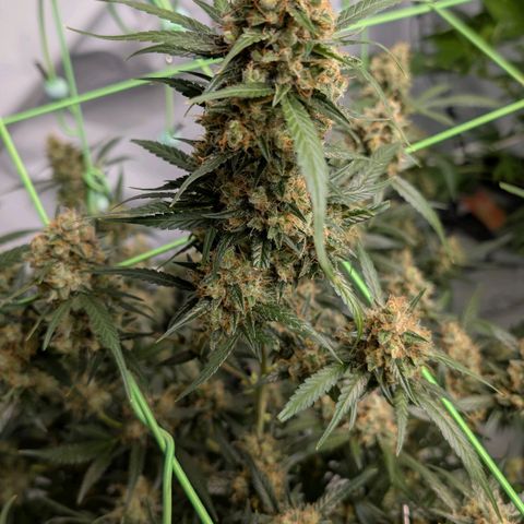 Nama's Threesome #3 growlog timeline photo