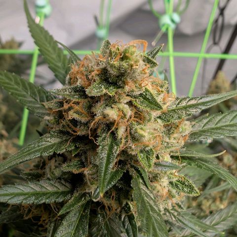 Nama's Threesome #3 growlog timeline photo