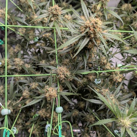Nama's Threesome #3 growlog timeline photo