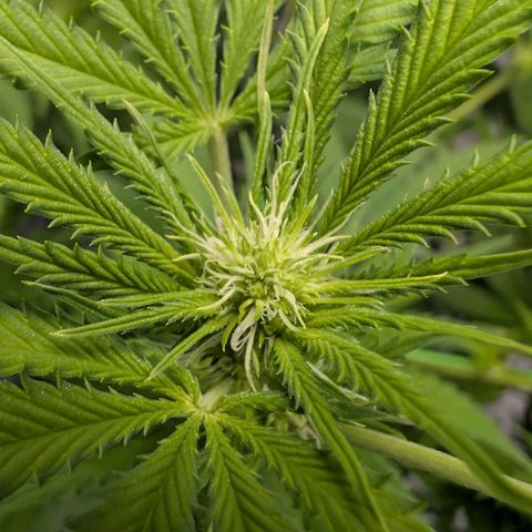 Citrus Fuel (Semi) Automatic growlog timeline photo