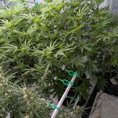 Citrus Fuel (Semi) Automatic growlog timeline photo