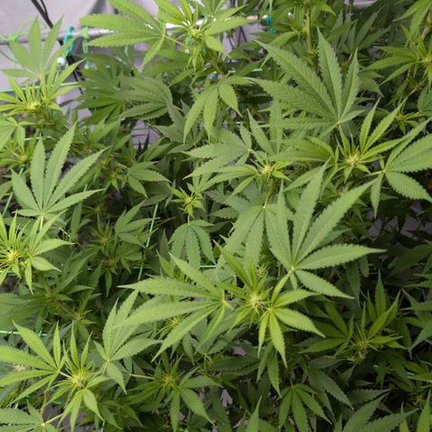 Citrus Fuel (Semi) Automatic growlog timeline photo