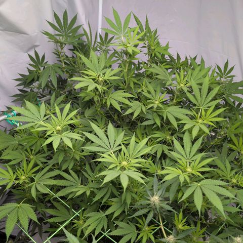 Citrus Fuel (Semi) Automatic growlog timeline photo
