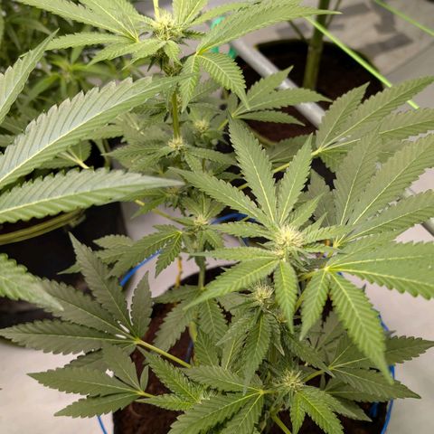 Blue Sunset  growlog timeline photo