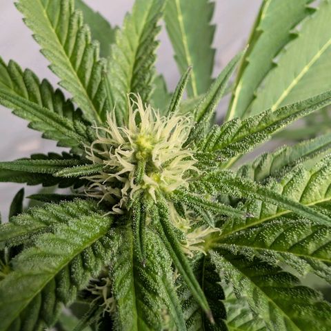 Blue Sunset  growlog timeline photo