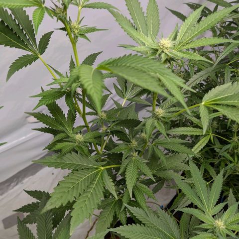 Blue Sunset  growlog timeline photo