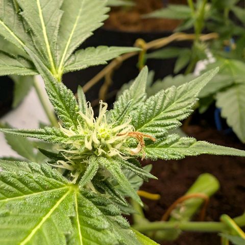 Blue Sunset  growlog timeline photo