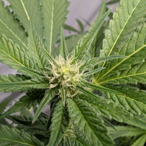 Blue Sunset  growlog timeline photo