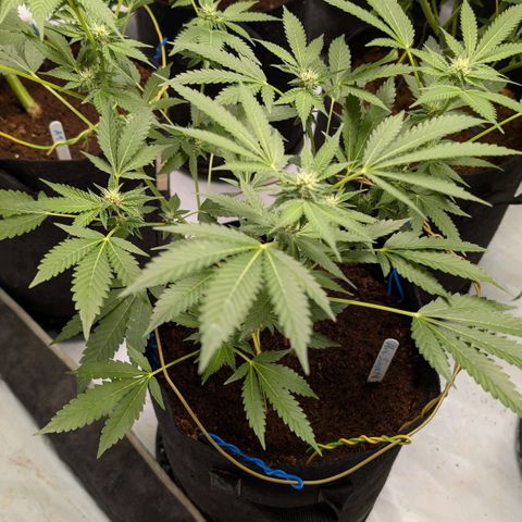 Blue Sunset  growlog timeline photo