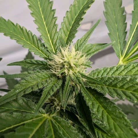 Blue Sunset  growlog timeline photo