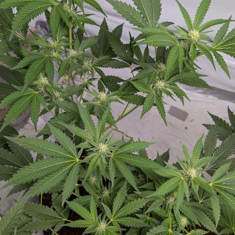 Blue Sunset  growlog timeline photo