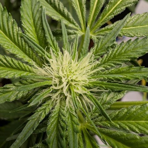Cherry Bacio  growlog timeline photo