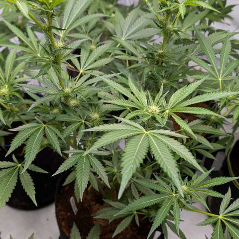 Cherry Bacio  growlog timeline photo