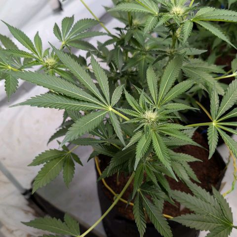 Cherry Bacio  growlog timeline photo