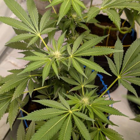 Cherry Bacio  growlog timeline photo