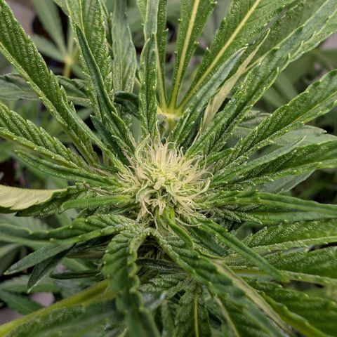 Cherry Bacio  growlog timeline photo