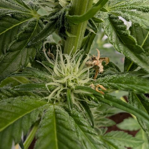 Cherry Bacio  growlog timeline photo