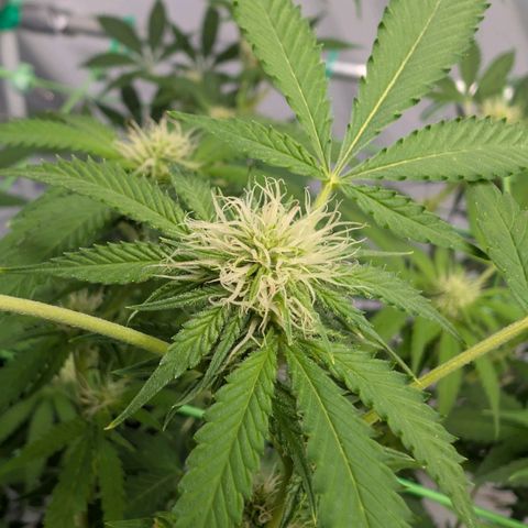 Citrus Fuel (Semi) Automatic growlog timeline photo