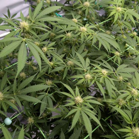Citrus Fuel (Semi) Automatic growlog timeline photo