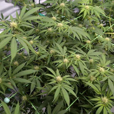 Citrus Fuel (Semi) Automatic growlog timeline photo