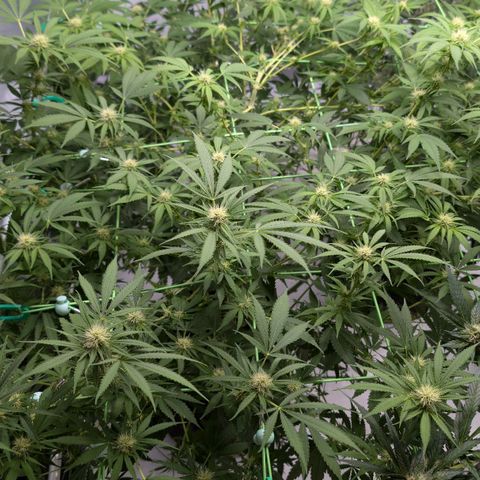 Citrus Fuel (Semi) Automatic growlog timeline photo