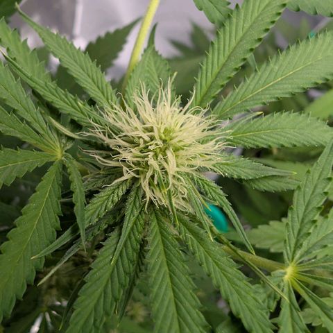 Citrus Fuel (Semi) Automatic growlog timeline photo