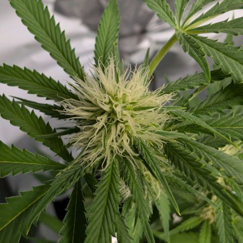 Citrus Fuel (Semi) Automatic growlog timeline photo