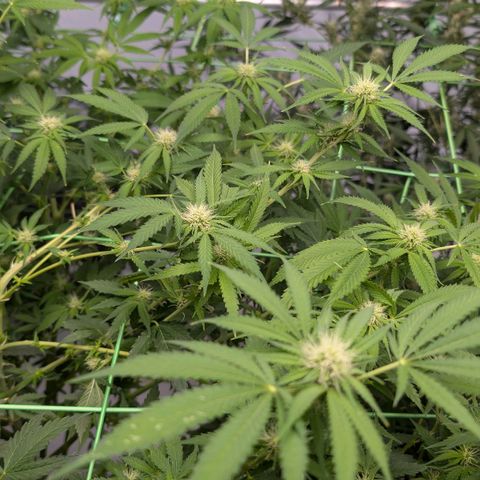Citrus Fuel (Semi) Automatic growlog timeline photo