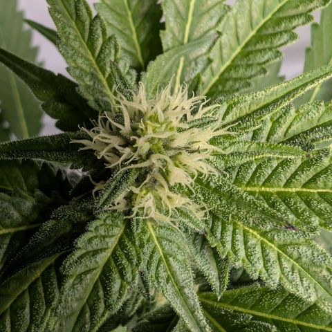 Blue Sunset  growlog timeline photo