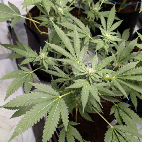 Blue Sunset  growlog timeline photo