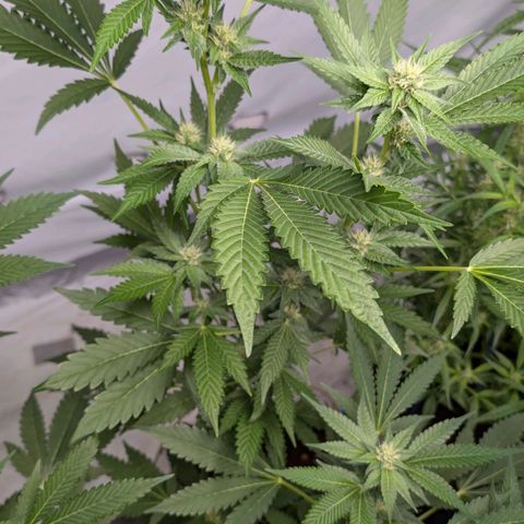 Blue Sunset  growlog timeline photo