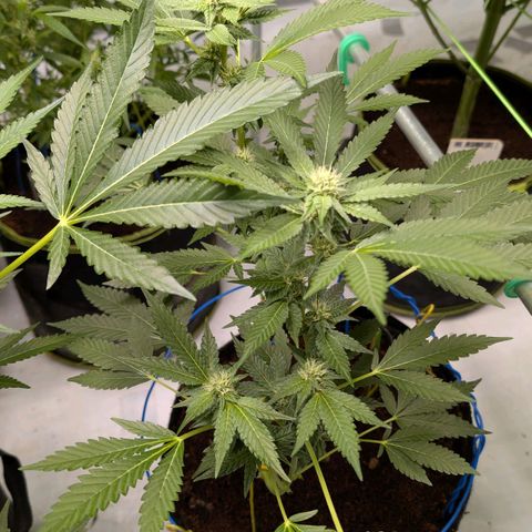Blue Sunset  growlog timeline photo