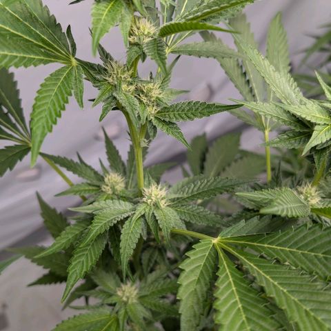 Blue Sunset  growlog timeline photo