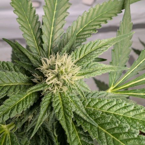 Blue Sunset  growlog timeline photo