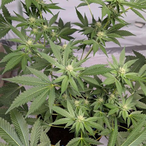 Blue Sunset  growlog timeline photo