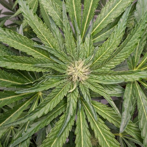 Cherry Bacio  growlog timeline photo