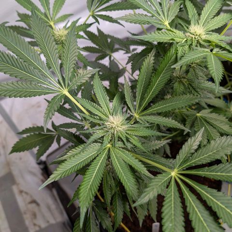 Cherry Bacio  growlog timeline photo