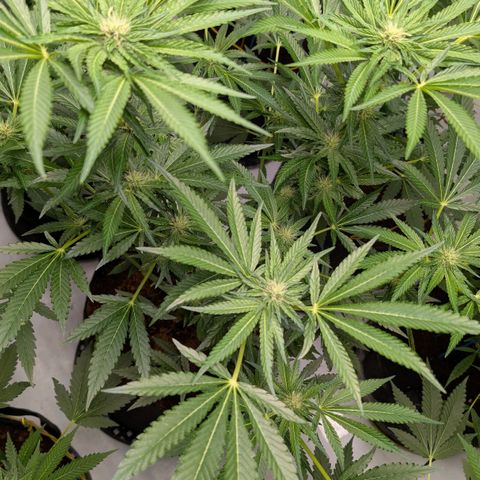 Cherry Bacio  growlog timeline photo