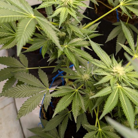 Cherry Bacio  growlog timeline photo