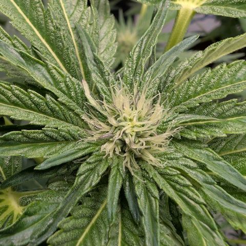 Cherry Bacio  growlog timeline photo