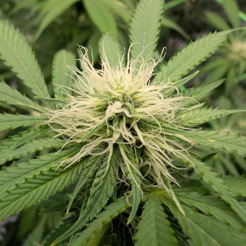 Citrus Fuel (Semi) Automatic growlog timeline photo